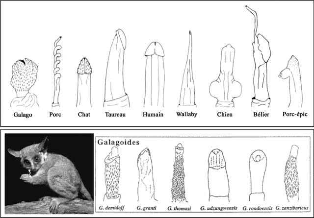 penis_mammifere